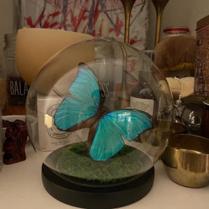 ガラスドームに保存された青いモルフォ蝶メネラウス - Etsy 日本