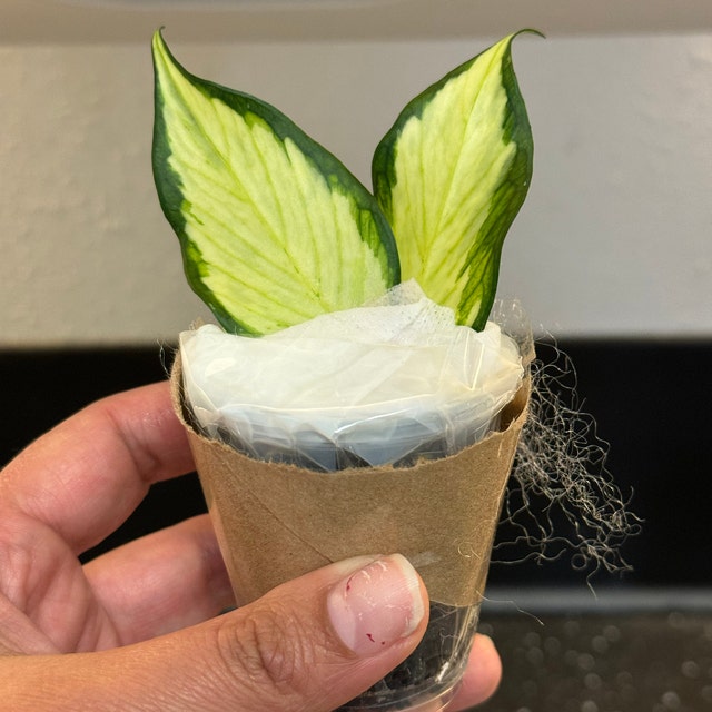 hoya nabawaensis variegated カット苗 Hoya Nabawanensis Variegated (32) | plantsbymelissa