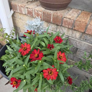 Geanice added a photo of their purchase