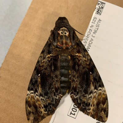 Death's Head Moth Acherontia Lachesis, Real Specimen for Bug Pinning ...