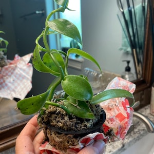 Marcia ha añadido una foto de su compra