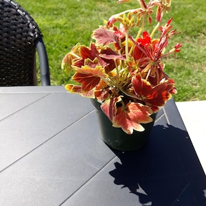 Pamela added a photo of their purchase