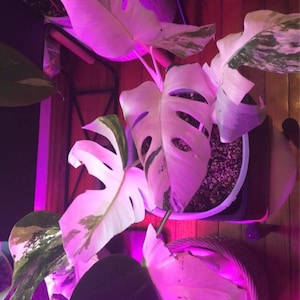 Cindy added a photo of their purchase