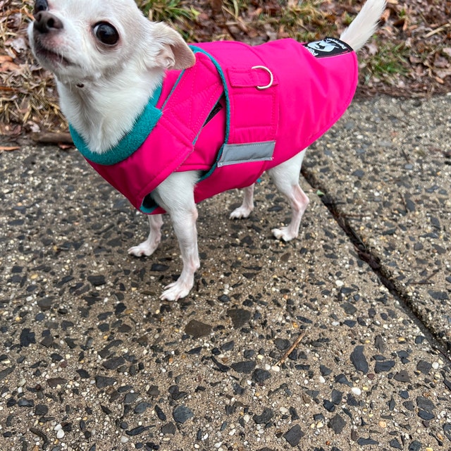 Winter Hundejacke – Warm, Wind- Und Wasserdicht, Mit Kapuze Und Riemen, Für Kleine Bis Mittlere Hunde