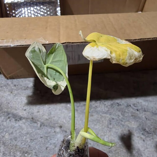 Alocasia Mickey Mouse “xanthosoma Albomarginata” Starter Plant