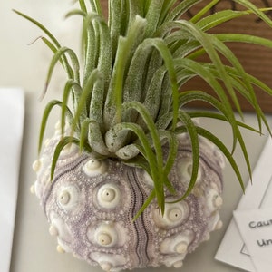 Jellyfish Air Plants With Hand Painted Knobby Shell Single - Etsy