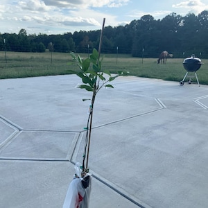 Debra added a photo of their purchase