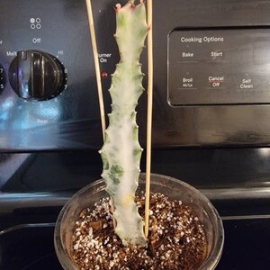Cheri added a photo of their purchase