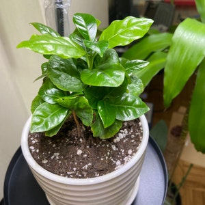 jonchel added a photo of their purchase