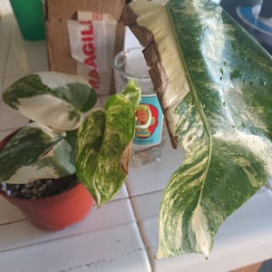Lena added a photo of their purchase
