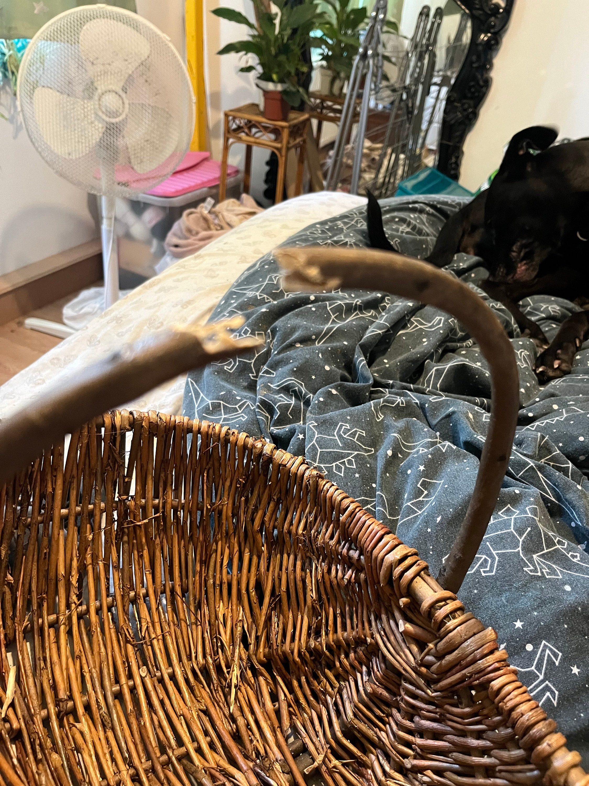 Nutley&#39;s Medium Beautiful Hand-Made Rustic Willow Garden Trug Basket wicker