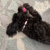 Fragrance-free Oatmeal Cat Shampoo: Hypoallergenic Pet Wash (16 OZ) - Etsy - Sensitive Skin Cat Flea Shampoos With Oatmeal