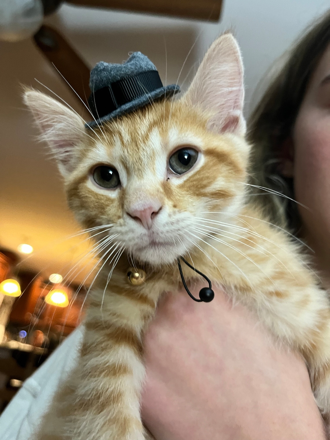 Customer photo of a pet with the Fedora  Hat  for small pet Hedgehog Vogue