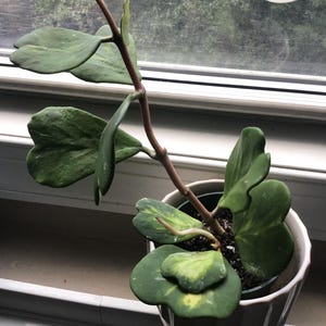 Reverse Variegated Hoya Kerrii 'Sweetheart Hoya' FREE Shipping Available in 4" Pot & 6" Hanging Pot / Air Purifying / Mind Relaxing