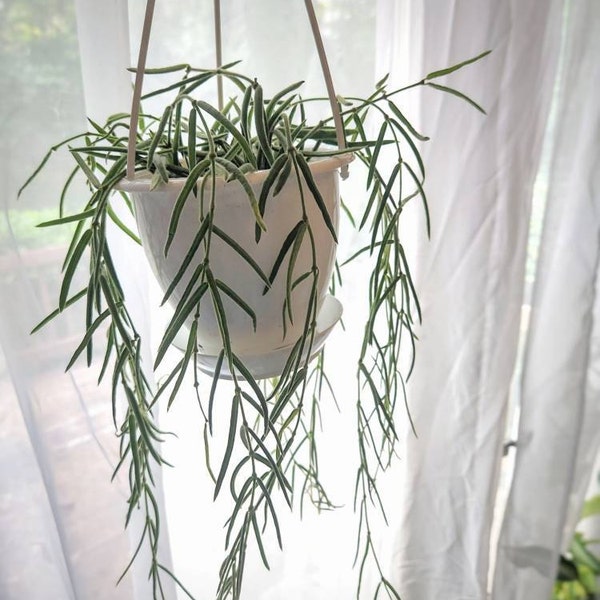 Peperomia Ruby Cascade 4 Hanging Basket - Etsy