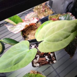 Kelsey added a photo of their purchase