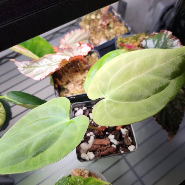 Anthurium Dark Phoenix X Red Spider Clone , #1 Large Exact Plant