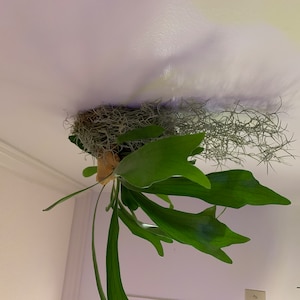 DG heeft een foto van zijn/haar aankoop toegevoegd