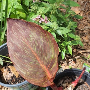 Victoria ha añadido una foto de su compra