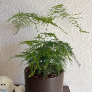 Dianna hat ein Foto des gekauften Artikels hinzugefügt