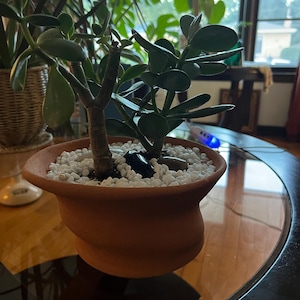 𝓜𝓻𝓼 added a photo of their purchase