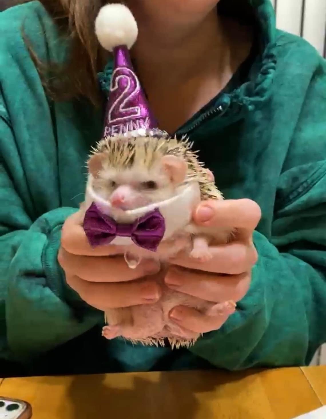 Customer photo of a pet with the First Birthday hat and matching tie or bow