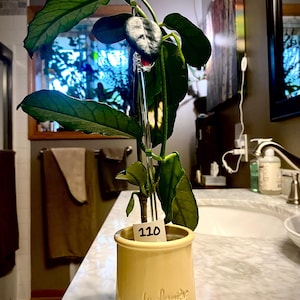 Susan added a photo of their purchase