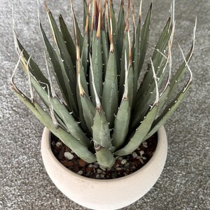 Agave Utahensis V. Eborispina - Lg., Bare Root - Etsy