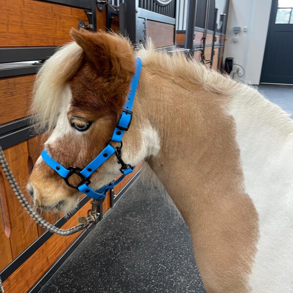 Custom Horse Yacht Rope Halter With Colourful Noseband - Etsy