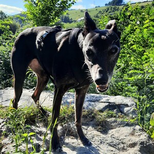 rhodesian ridgeback jumper
