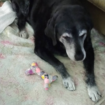 Lucky Bone Patchwork Toy Sewing Pattern/pdf - Etsy