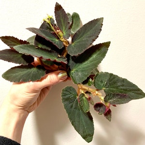 Teresa ha añadido una foto de su compra