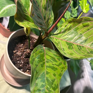 Indigo Edt Burberry Indigo 100 Nước Hoa Dành Cho Nam Burberry