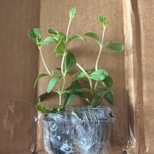 Meifeng ha añadido una foto de su compra