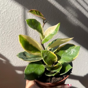 Nuria added a photo of their purchase