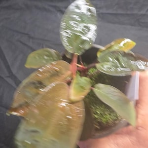 Steve added a photo of their purchase