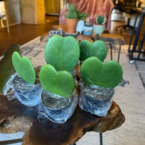 Sarina added a photo of their purchase