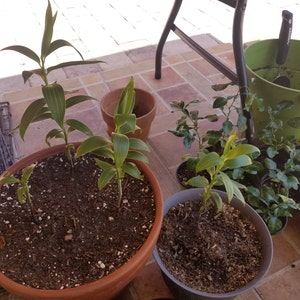 Magnolia added a photo of their purchase