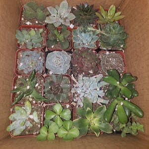big indoor plant pots TRIBECA FOAM LITE & CONCRETE PLANTER – Hawaiian Discovery Furniture