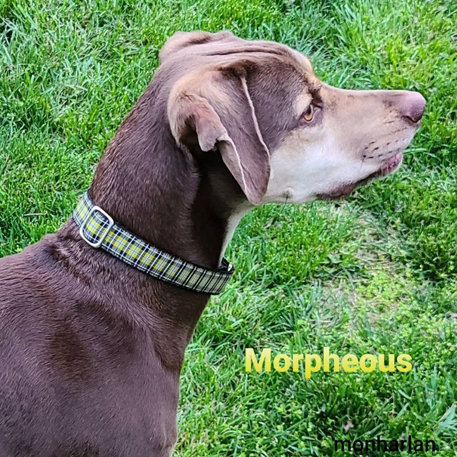 Dog Collars martingales & side release & plain by fairytailcollars