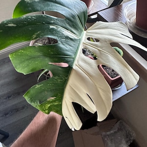 Dustin added a photo of their purchase