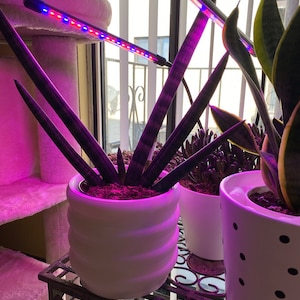 Pamela added a photo of their purchase