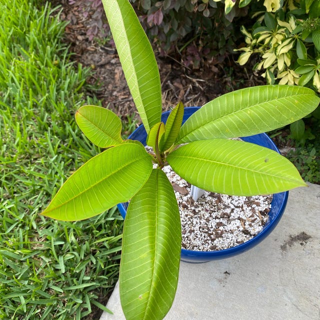 Bouture De Plumeria (Frangipanier) - Varié, Couleur Argent, 10-12 Pouces