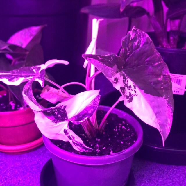 Indoor Plants Delivery in Australia by YoungleafAustralia on Etsy