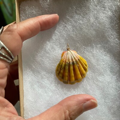 Moonrise Shell Necklace nickel Size, Gold Fill Necklace, Sunrise Shell ...