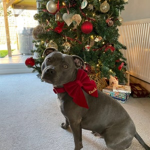 Green Velvet/Velour Dog