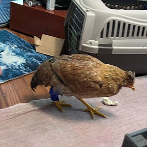 Kayla さんが購入した商品の写真を追加しました
