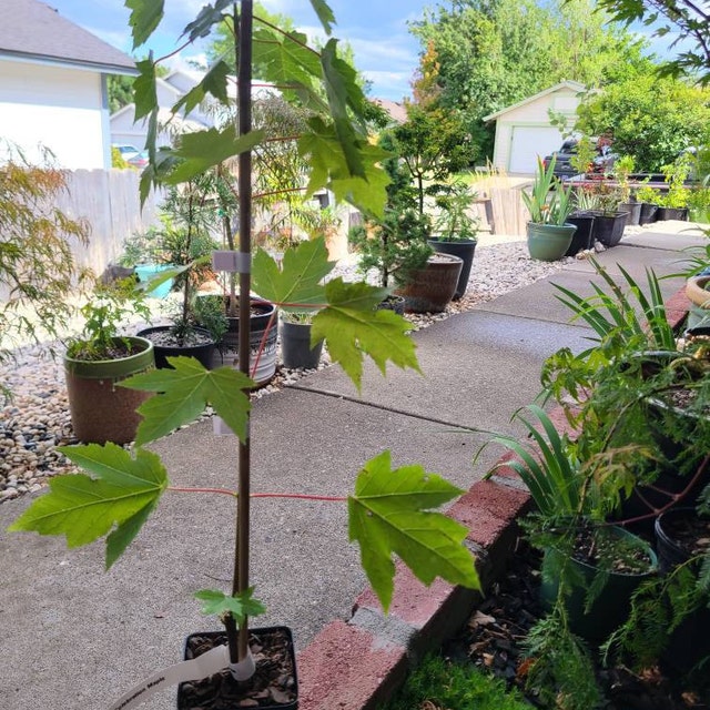 Celebration Maple Tree Seedling/Plug - Quart Pot, Fall Color, Deciduous Shade Tree