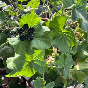 Erin added a photo of their purchase