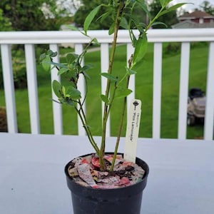 Andrew added a photo of their purchase